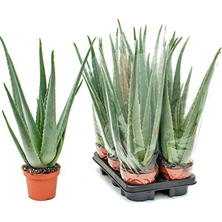 Aloe vera – Sarı sabır3 Adet
