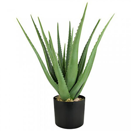 Aloe vera – Sarı sabır 10 Adet