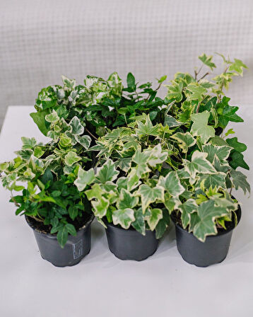 Mini Hedera Salon Sarmaşığı- Alacalı 3 Adet