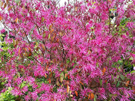 Loropetalum 10 Adet