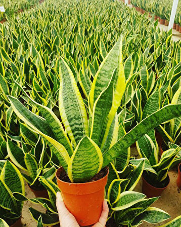 Paşa Kılıcı - Peygamber Kılıcı  (Sansaveria trifasciata) 20-30 cm 2 Adet