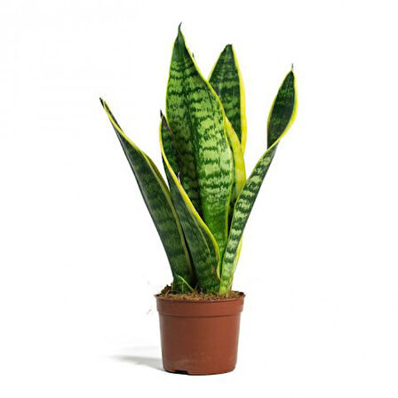 Paşa Kılıcı - Peygamber Kılıcı  (Sansaveria trifasciata) 20-30 cm 2 Adet