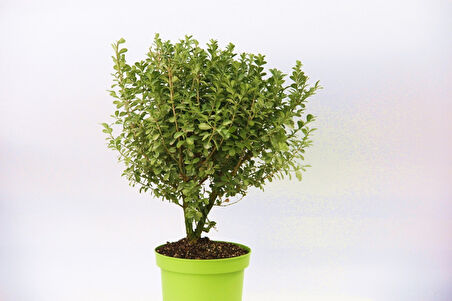 Yeşil Saksıda Şimşir Fidanı 5 Adet