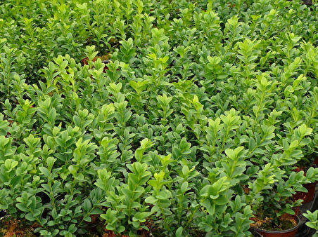 Bonsai Şimşir Fidanı Buxus Sempervirens Rotundifolia 3 Adet