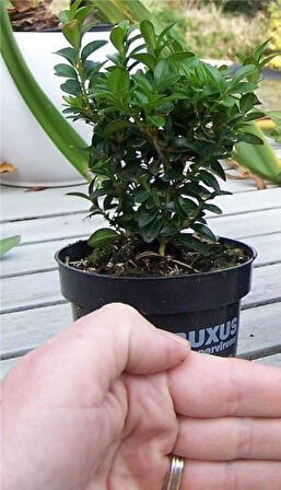 Bonsai Şimşir Fidanı Buxus Sempervirens Rotundifolia 3 Adet