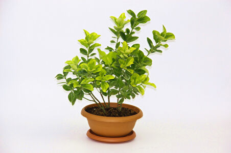 Bonsai Taflan Seti Toprak- Bonsai Saksı-Bitki Besini-Fidan