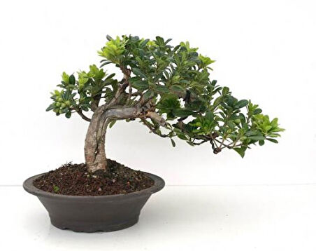 Bonsai Pitosporum Seti Bitki besini-Bonsai Saksı -Toprak -Fidan