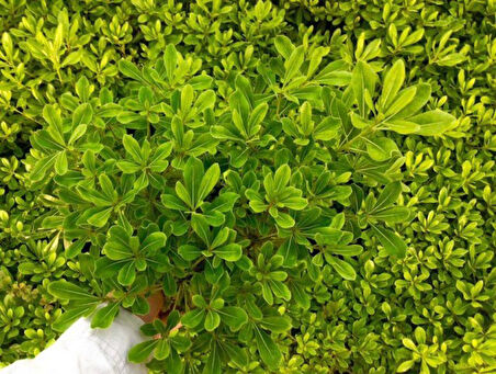 Bonsai Pitosporum Seti Bitki besini-Bonsai Saksı -Toprak -Fidan