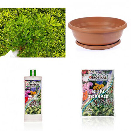 Bonsai Pitosporum Seti Bitki besini-Bonsai Saksı -Toprak -Fidan