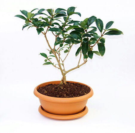 Bonsai Kartopu Lucidum 2 Adet