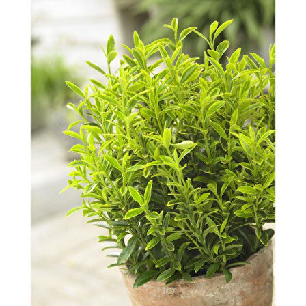 Bonsai Euonymus Microphyllus Aurea 2 Adet