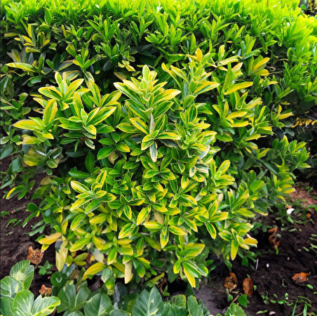 Bonsai Euonymus Microphyllus Aurea 2 Adet