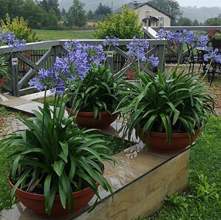 Afrika Zambağı Agapanthus 3 Adet