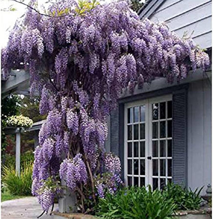 Mor Salkım Fidanı Wisteria Sinensis 3 Adet