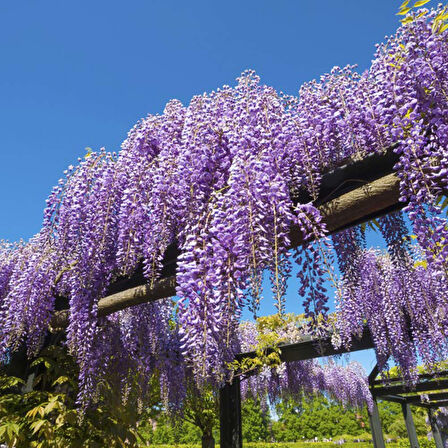 Mor Salkım Fidanı Wisteria Sinensis 5 Adet