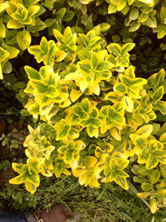Gold Taflan (Euonymus Japonica Aurea) Canlı Çit Bitkisi 10 Adet