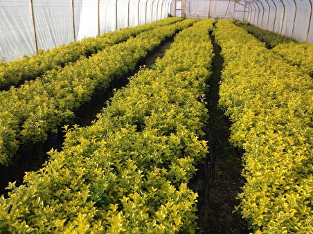 Gold Taflan (Euonymus Japonica Aurea) Canlı Çit Bitkisi 10 Adet