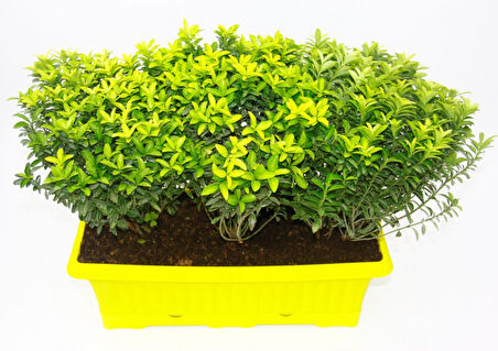 Sarı Saksıda Seperatör Bitki - Altuni Çıtır Taflan 3 Adet