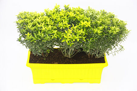 Sarı Saksıda Seperatör Bitki - Altuni Çıtır Taflan 3 Adet