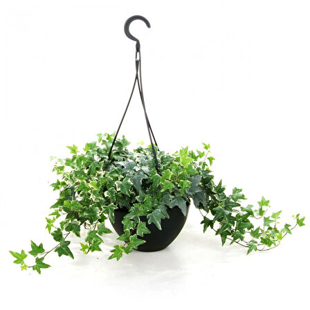 Mini Hedera Alacalı Salon Sarmaşığı- (Hedera Helix Variegata) Askılı Saksıda 2 Adet