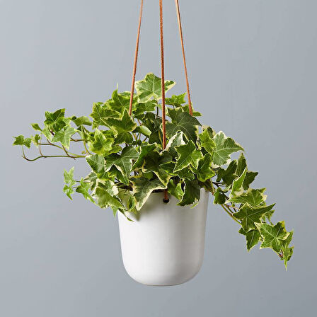 Mini Hedera Alacalı Salon Sarmaşığı- (Hedera Helix Variegata) Askılı Saksıda 2 Adet