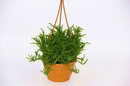 Crassula Muscosa Sukulent  - Askılı Saksı