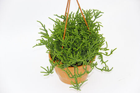 Crassula Muscosa Sukulent  - Askılı Saksı