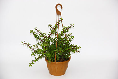 Yeşim Ağacı Crassula Portulacaria  Askılı Saksı 3 Adet