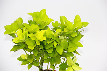 Kırmızı Saksıda Gold Taflan Euonymus 3 Adet