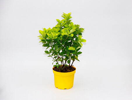 Sarı Saksıda Gold Taflan Euonymus 2 Adet