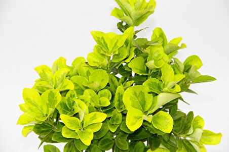 Sarı Saksıda Gold Taflan Euonymus 2 Adet