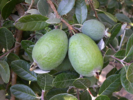 Feijoa Kaymak Ağacı Fidanı 3 Yaş 2 Adet