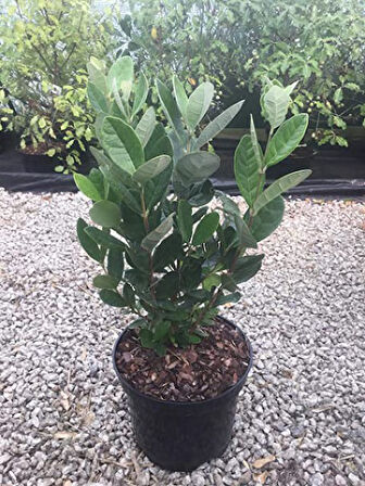 Feijoa Kaymak Ağacı Fidanı 3 Yaş 10 Adet