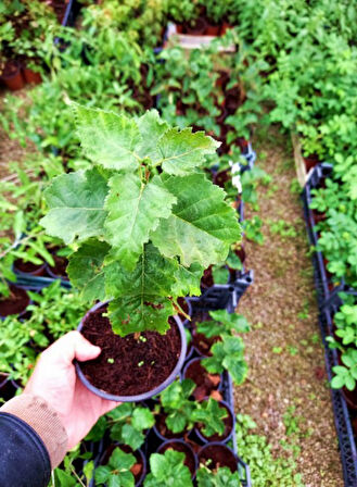 Huş Ağacı Betula Pendula 3 Adet