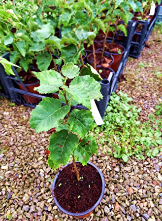 Huş Ağacı Betula Pendula 10 Adet