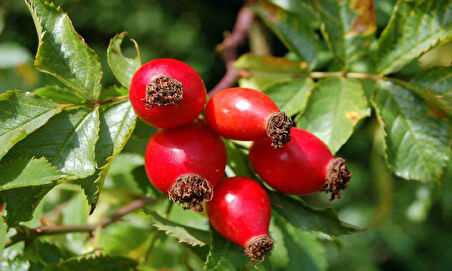 Kuşburnu Fidanı Rosa Canina 3 Adet