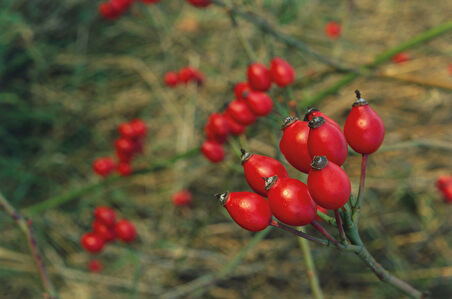 Kuşburnu Fidanı Rosa Canina 10 Adet