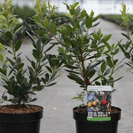 Kocayemiş (Arbutus Unedo) Fidanı 3 Adet