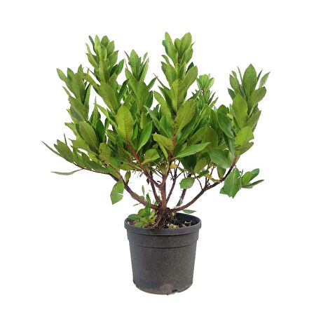Kocayemiş (Arbutus Unedo) Fidanı 3 Adet