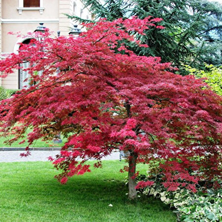Kırmızı Yapraklı Japon Akçaağaç Acer Palmatum Atropurpureum 3 Adet