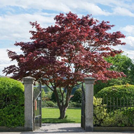 Kırmızı Yapraklı Japon Akçaağaç Acer Palmatum Atropurpureum 3 Adet