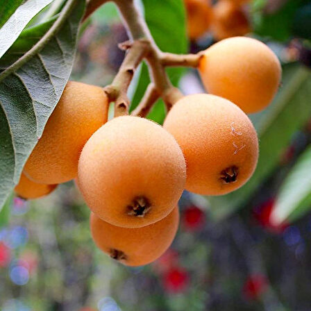 Malta Eriği (Yeni Dünya) Fidanı 3 Yaş Tüplü ve Aşılı 5 Adet