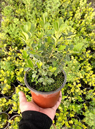 Şimşir Fidanı Buxus Sempervirens Rotundifolia 10 Adet