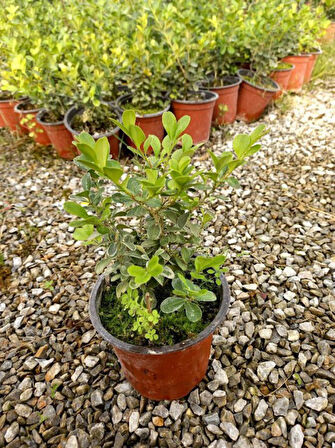 Şimşir Fidanı Buxus Sempervirens Rotundifolia 10 Adet