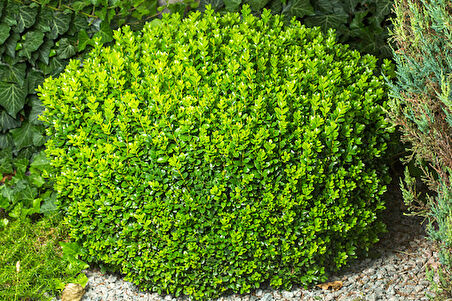 Şimşir Fidanı Buxus Sempervirens Rotundifolia 40 Adet