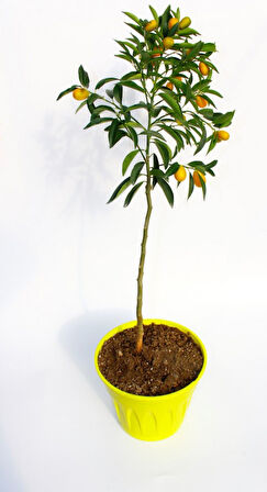 Sarı Saksıda Kumkuat Fidanı 2 Adet
