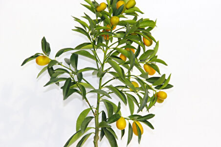 Sarı Saksıda Kumkuat Fidanı 2 Adet