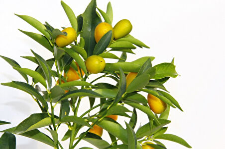 Sarı Saksıda Kumkuat Fidanı 3 Adet