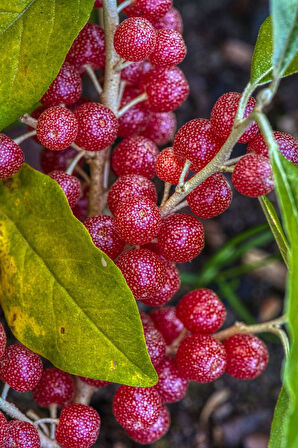 Japon İğdesi, Güz Zeytini veya Güz Yemişi (Elaeagnus Umbellata) 10 Adet