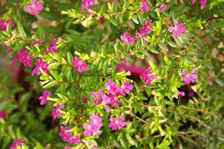 Kufeya (Cennet Çiçeği) Pembe Balkon Saksısında 2 Adet